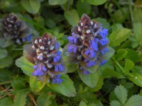 /album/fiori-selvatici/bugola-ajuga-reptans-marzo-jpg/